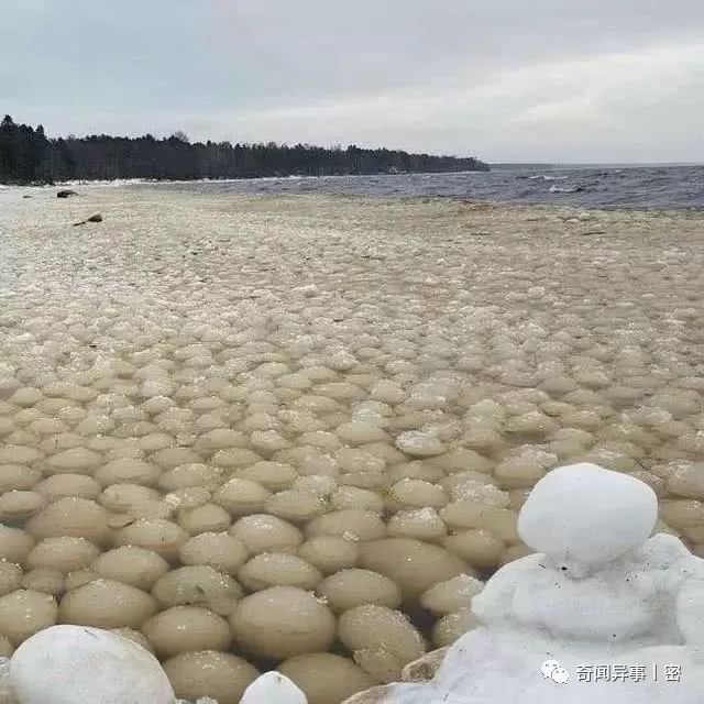 盘点世界上最硬的五种生物