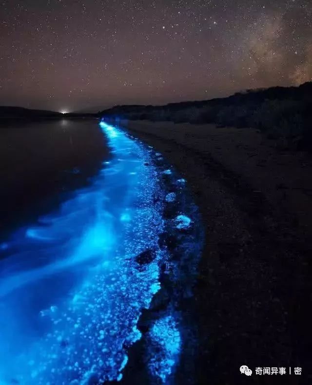 盘点世界上最硬的五种生物