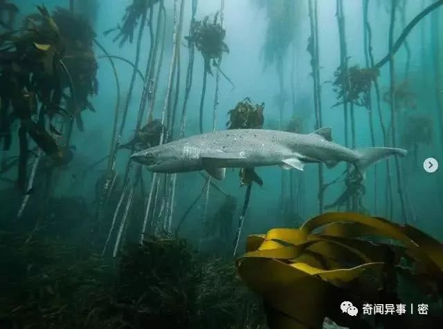 盘点世界上最硬的五种生物