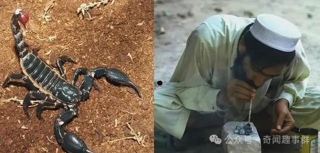 奇闻！这个国家的人把蝎子当烟抽了！
