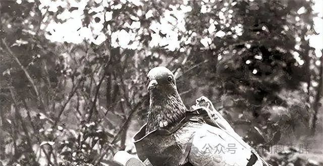 打仗时，一旦发现一种动物，为啥必须立马击毙？鲜血换来的教训