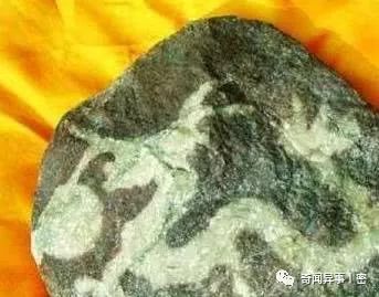 人类从未涉足的秘境之地，未见过的神奇动物和奇葩物种，大开眼界