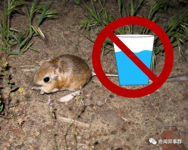 黑苹果真的存在！这些知识你知道吗？