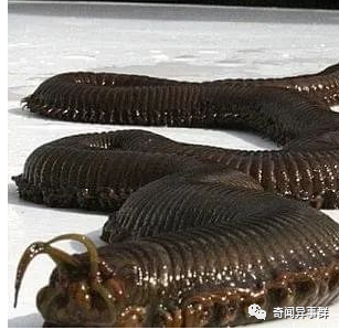 蒙古死亡之虫新解：超出自然范围外的妖灵？