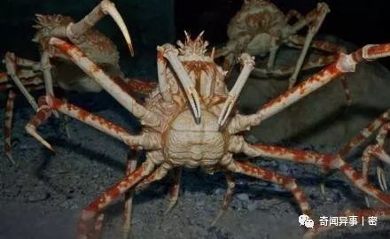 日本蜘蛛蟹穷凶极恶，为何会杀人成性？