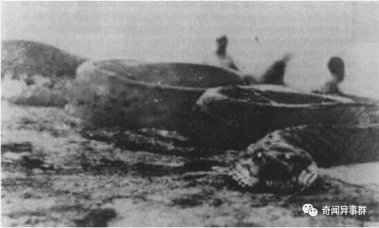 回顾：江苏射阳现30米蟒蛇，在芦苇深处昂头摇摆，村民：渡劫？
