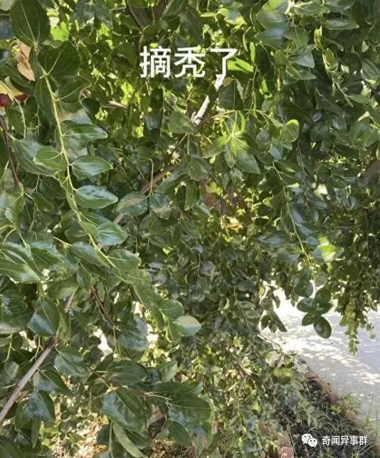 丢人啊！洛杉矶两位华人大妈夜晚，偷摘别人家院子里的枣子