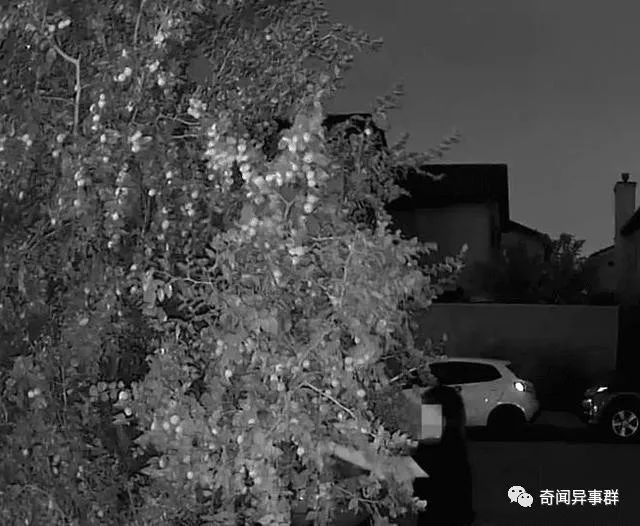 丢人啊！洛杉矶两位华人大妈夜晚，偷摘别人家院子里的枣子