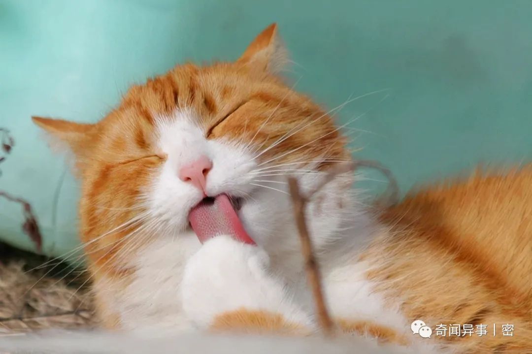 雄性猫为什么要长倒刺，在交配时刮伤雌性？这倒刺什么来头？