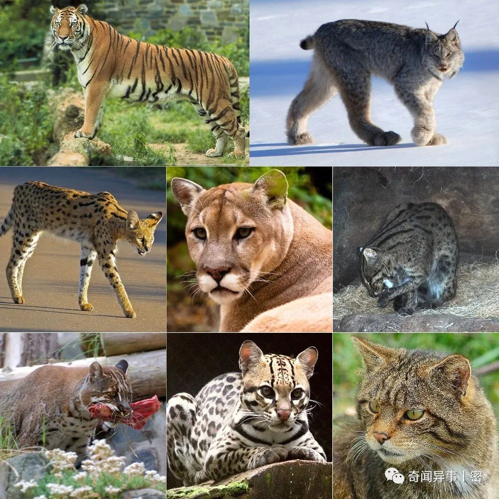 雄性猫为什么要长倒刺，在交配时刮伤雌性？这倒刺什么来头？