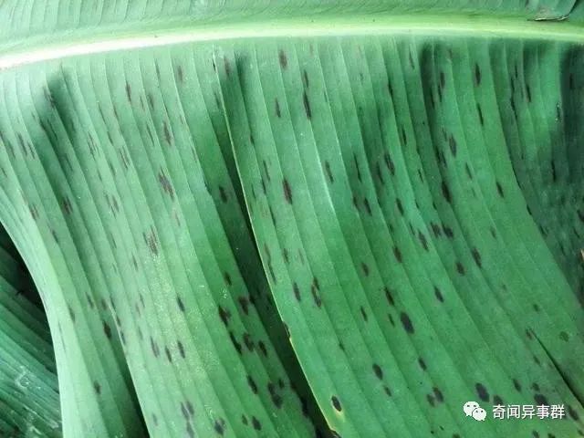 因长得丑而被取消状元资格的两人，一个当场气死，另一个灭了唐朝！
