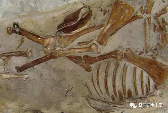 海洋巨蟒是否真实存在？传说它体长30米，可勒死鲸鱼、引发海啸