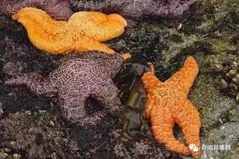 这些奇葩“美味”，你能坚持看到第几个？