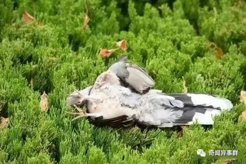 这些奇葩“美味”，你能坚持看到第几个？