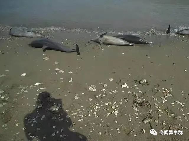 这些奇葩“美味”，你能坚持看到第几个？