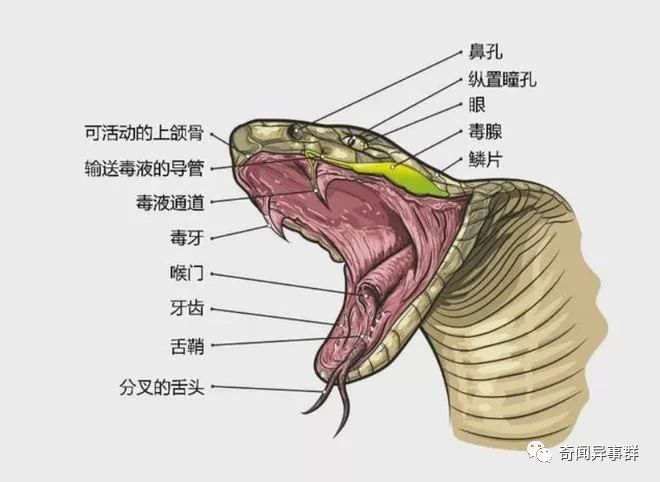 兵马俑中,有一张科学家也难以解释的“脸”,还被禁止出国展览