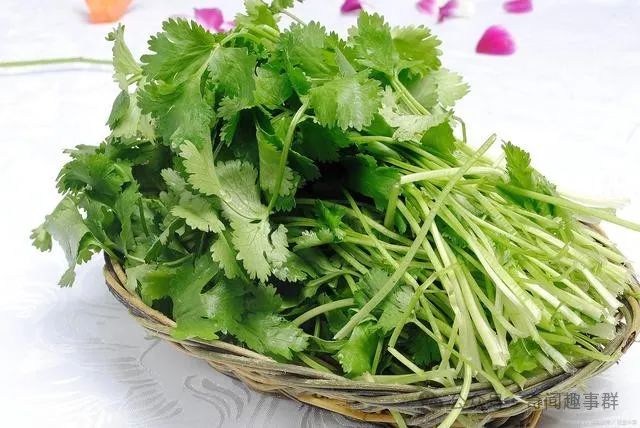 竟然还有世界讨厌香菜日？关于它的“绯闻”你了解多少？
