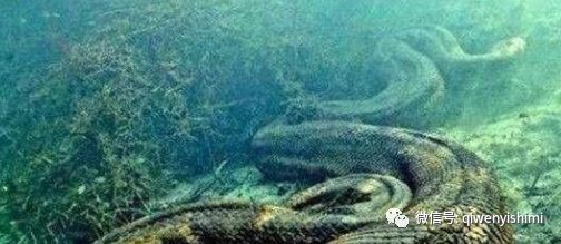 乾隆年间，一只海鳅搁浅，村民纷纷去割肉，结果几百人被活活压死