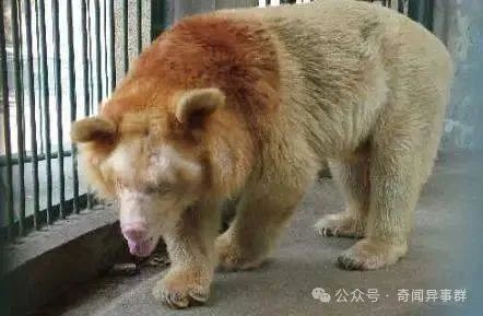 中国5大神秘的未知生物，图3于上世纪被人捕获到，现存于动物园中