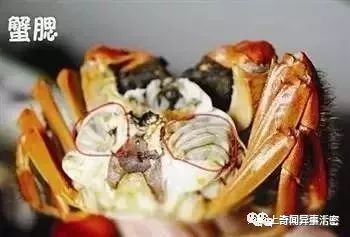 康熙口误叫错一水果名，大家跟着叫错300年，如今你叫对了吗？