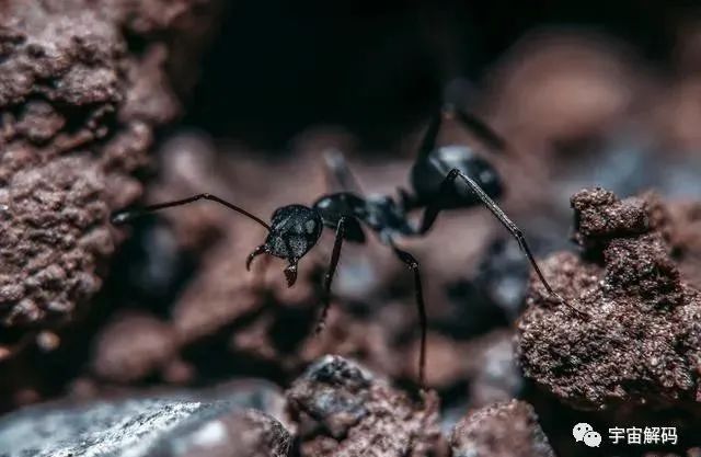 不起眼的蚂蚁正在建造“地下城市”？