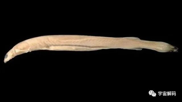 攻击动物下体的牙签鱼，是否会顺着人的尿柱，进入身体中