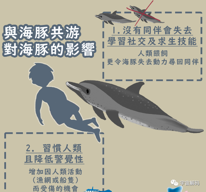 海豚怎么交配？它们极具侵略性！