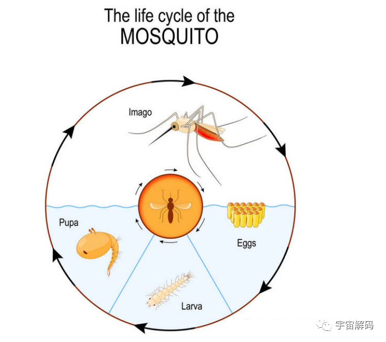 交配后才吸血？蚊子如何在短暂的一生中，让咱们对其深恶痛绝？