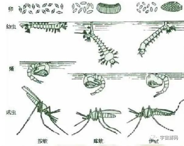 交配后才吸血？蚊子如何在短暂的一生中，让咱们对其深恶痛绝？