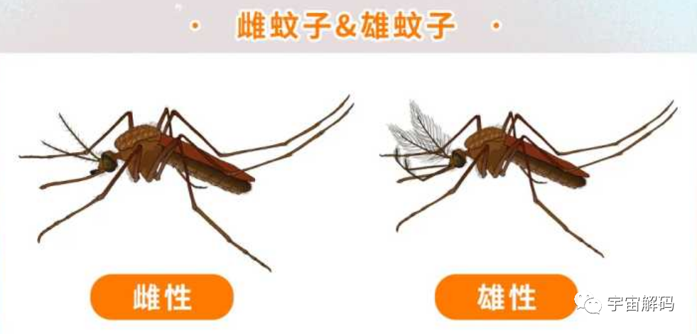 交配后才吸血？蚊子如何在短暂的一生中，让咱们对其深恶痛绝？