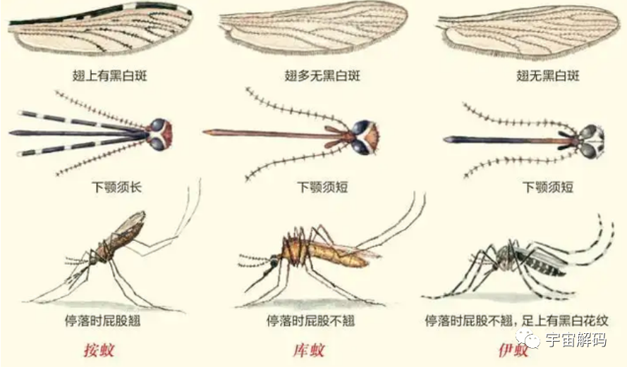 交配后才吸血？蚊子如何在短暂的一生中，让咱们对其深恶痛绝？