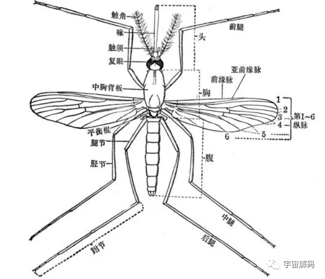 交配后才吸血？蚊子如何在短暂的一生中，让咱们对其深恶痛绝？