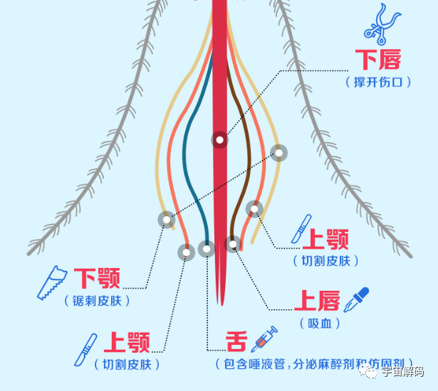交配后才吸血？蚊子如何在短暂的一生中，让咱们对其深恶痛绝？