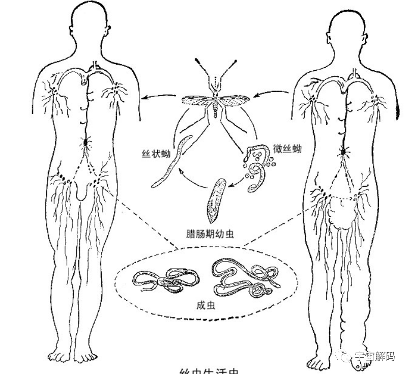 交配后才吸血？蚊子如何在短暂的一生中，让咱们对其深恶痛绝？