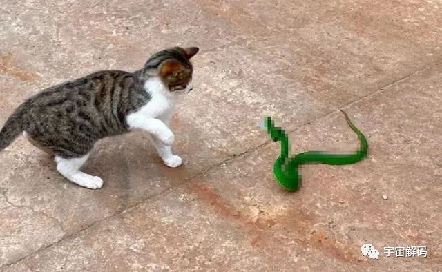 猫能吃毒蛇，为何遇到蟒蛇只有死路一条？