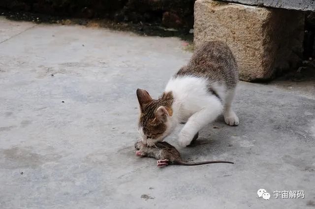 猫能吃毒蛇，为何遇到蟒蛇只有死路一条？