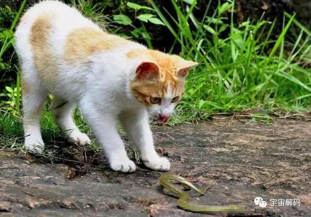 猫能吃毒蛇，为何遇到蟒蛇只有死路一条？