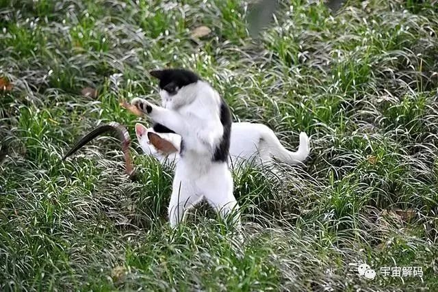 猫能吃毒蛇，为何遇到蟒蛇只有死路一条？