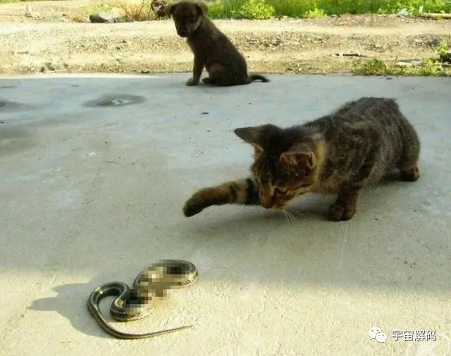 猫能吃毒蛇，为何遇到蟒蛇只有死路一条？