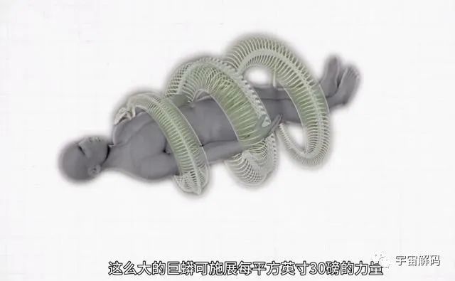 猫能吃毒蛇，为何遇到蟒蛇只有死路一条？