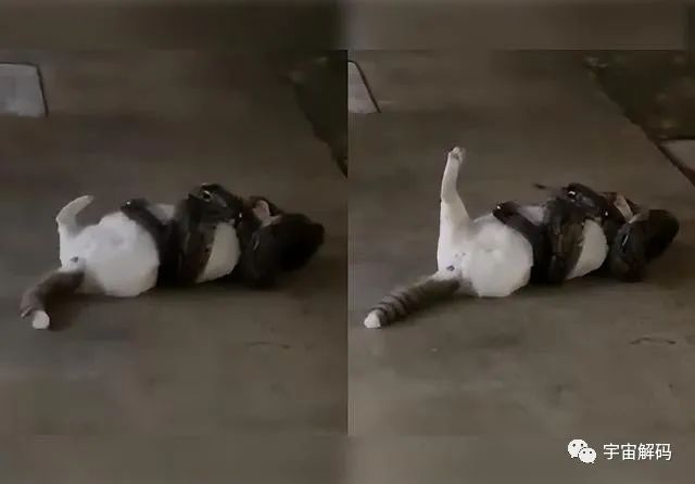 猫能吃毒蛇，为何遇到蟒蛇只有死路一条？