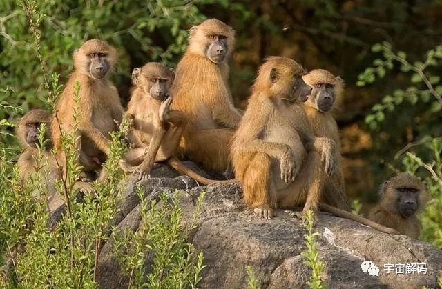 “偷崽”、生吃活剥，真实的狒狒究竟有多残忍？