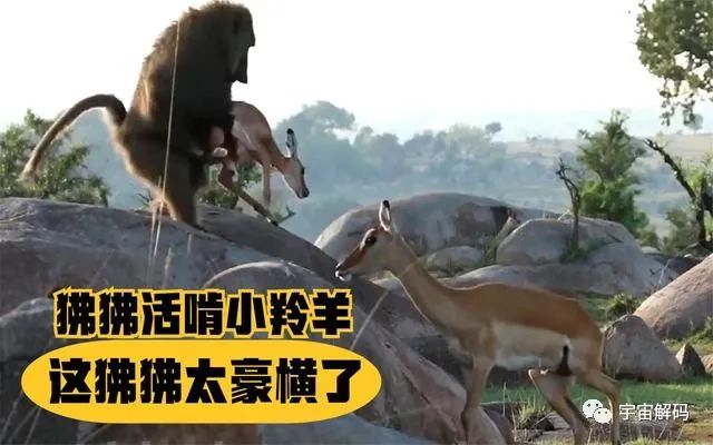 “偷崽”、生吃活剥，真实的狒狒究竟有多残忍？