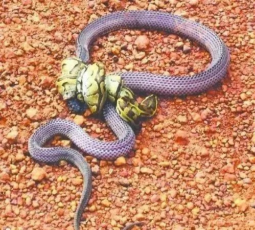 40个动物惨烈捕食瞬间，老虎掏食羚羊腹中胎儿