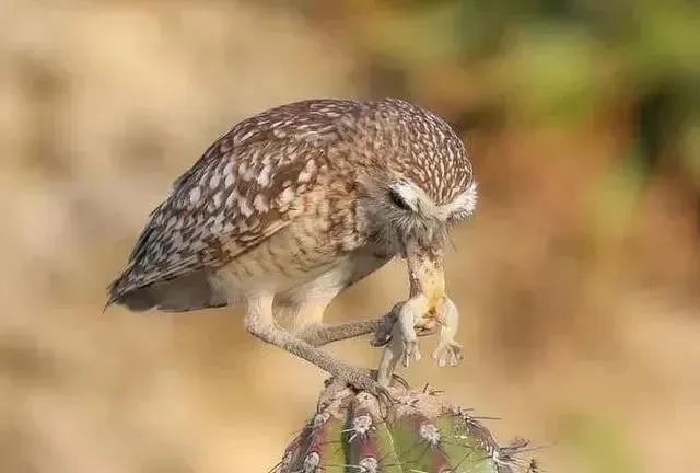 40个动物惨烈捕食瞬间，老虎掏食羚羊腹中胎儿