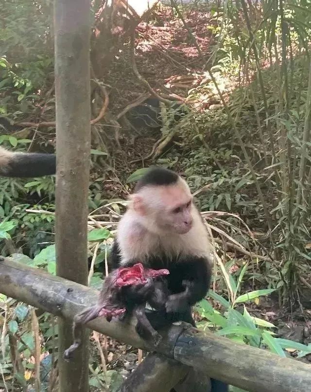40个动物惨烈捕食瞬间，老虎掏食羚羊腹中胎儿