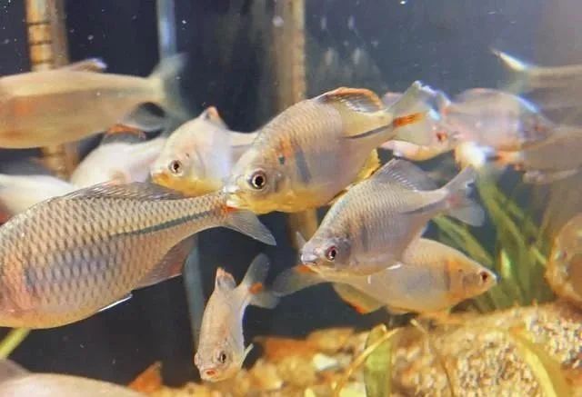 逐渐的“消失”12种河鲜，在80年代算不上稀罕物，你那里还有吗？