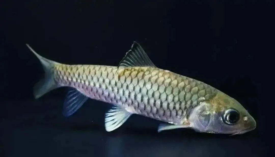 逐渐的“消失”12种河鲜，在80年代算不上稀罕物，你那里还有吗？