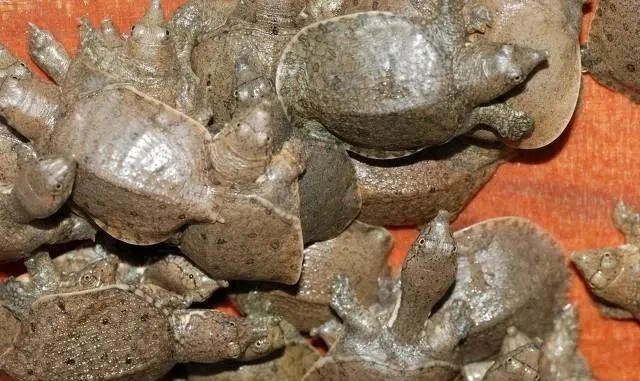 逐渐的“消失”12种河鲜，在80年代算不上稀罕物，你那里还有吗？
