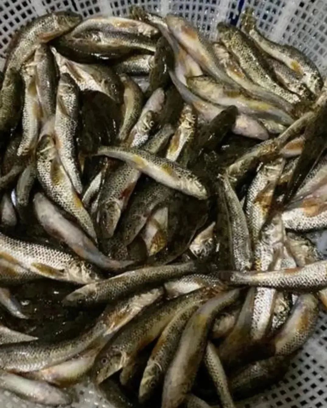 逐渐的“消失”12种河鲜，在80年代算不上稀罕物，你那里还有吗？